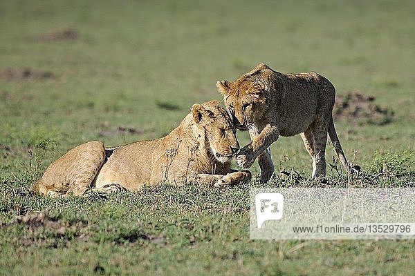 Löwen (Panthera leo)  kuschelnd  Maasai Mara National Reserve  Kenia  Afrika