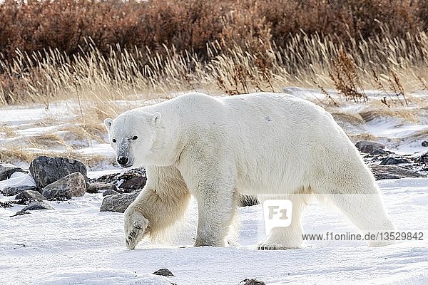 Eisbär (Ursus maritimus)  Männchen wandert im Frühherbst  wenn Schnee und Eis den Boden bedecken  Seal River  West Hudson Bay  Kanada  Nordamerika