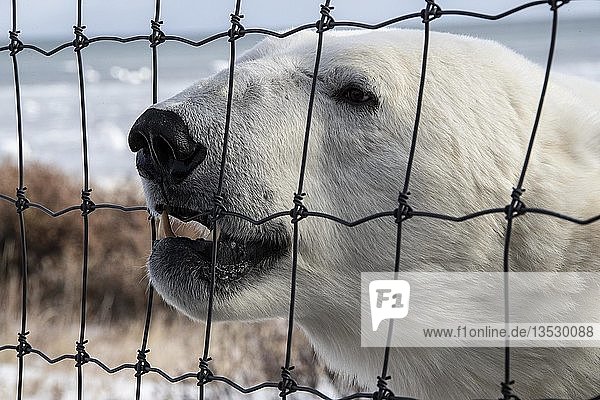 Eisbär (Ursus maritimus)  Männchen schaut durch einen Schutzdraht  Tierportrait  Seal River  West Hudson Bay  Kanada  Nordamerika