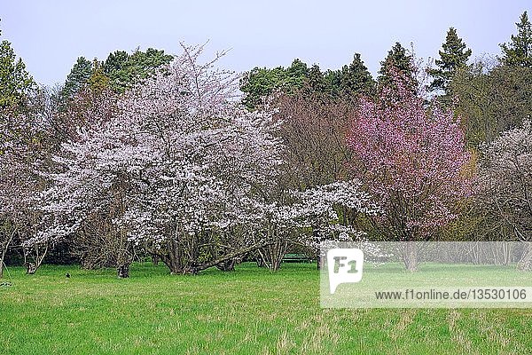 Various Cherry (Prunus sargentii) trees in full bloom  Berlin  Germany  Europe