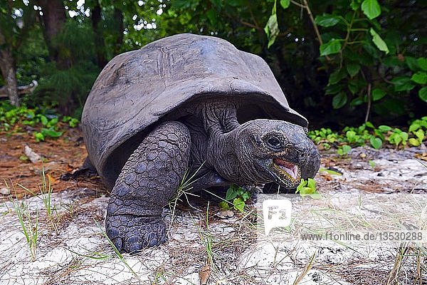 Aldabra Giant Tortoise (Aldabrachelys gigantea)  endemic Curieuse Island  Seychelles  Africa