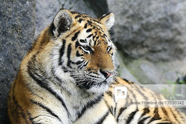 Junger Sibirischer Tiger (Panthera tigris altaica)  in Gefangenschaft