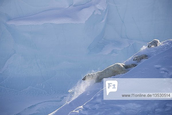 Eisbären (Ursus maritimus)  Mutter und zwei Jungtiere  drei Monate alt  rutschen den Rand eines Eisbergs hinunter  Unorganized Baffin  Baffin Island  Nunavut  Kanada  Nordamerika