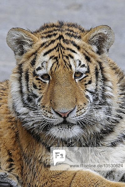 Porträt eines Sibirischen Tigers (Panthera tigris altaica)  Jungtier