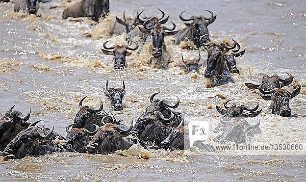 Große Migration  Streifengnu (Connochaetes taurinus)  Gnus beim Überqueren des Mara-Flusses  Masai Mara  Kenia  Afrika