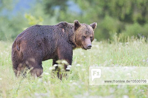 Europäischer Braunbär (Ursus arctos arctos)  Männchen steht auf einer Wiese  Karpaten-Wälder  Slowakei  Europa