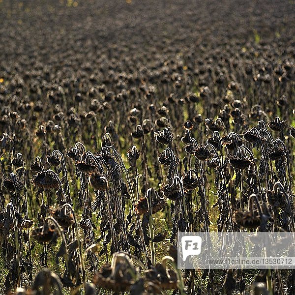 Feld mit vertrockneten Sonnenblumen  Auvergne  Frankreich  Europa