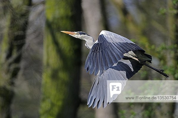 Grey Heron (ardea cinerea)  in flight