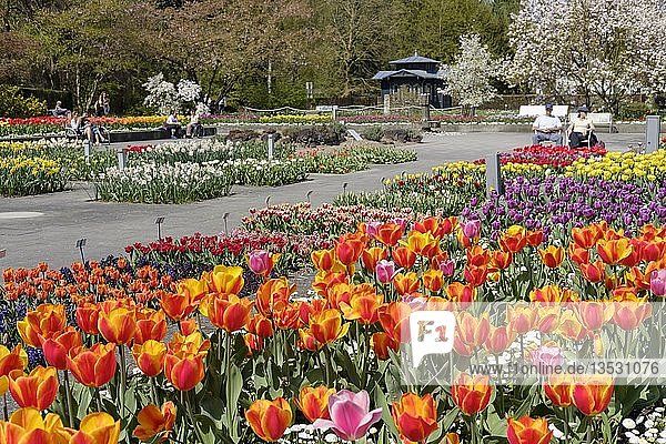 Blühende Tulpen im Senkgarten  Botanischer Garten  Augsburg  Schwaben  Bayern  Deutschland  Europa