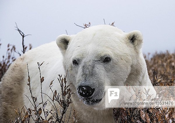 Eisbär (Ursus maritimus)  männlich  Tierporträt im Frühherbst  Seal River  West Hudson Bay  Kanada  Nordamerika