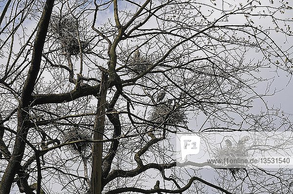 Graureiher (Ardea cinerea) nistet in einem Baum