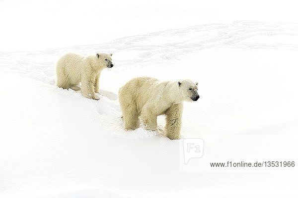 Eisbären (Ursus maritimus),  Muttertier und 15 Monate altes Jungtier beim Spaziergang im Schnee,  Unorganized Baffin,  Baffin Island,  Nunavut,  Kanada,  Nordamerika