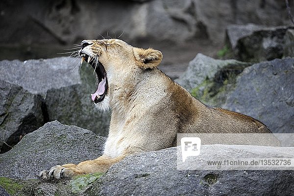 Asiatischer Löwe (Panthera leo persica)  weiblich  gähnend