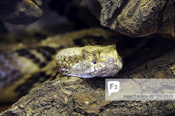Holzklapperschlange  Canebrake-Klapperschlange oder Gebänderte Klapperschlange (Crotalus horridus atricaudatus)