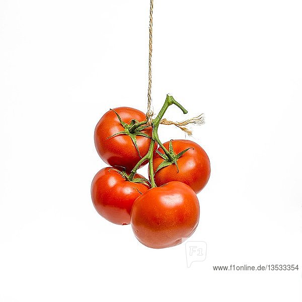Tomaten auf weißem Hintergrund  Ausschnitt  Frankreich  Europa