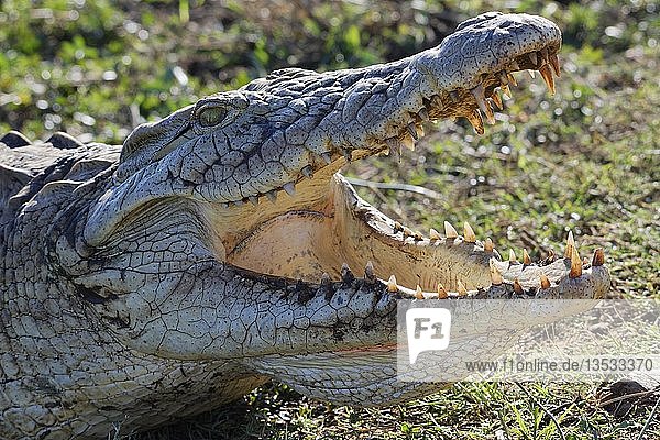 Nilkrokodil (Crocodylus niloticus)  weit geöffnetes Maul zur Wärmeregulierung  Sunset Dam  Krüger-Nationalpark  Mpumalanga  Südafrika  Afrika