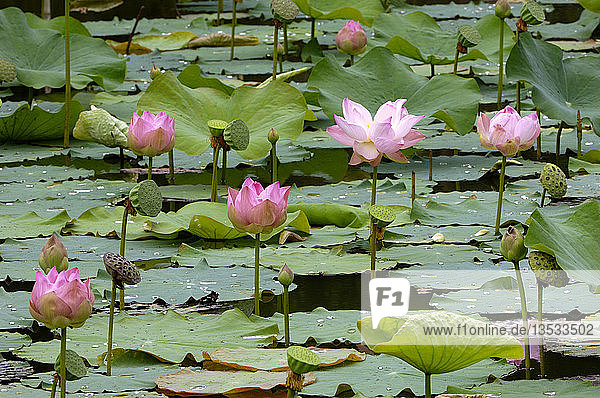 Lotusflower  Nelumbo nucifera  thailand