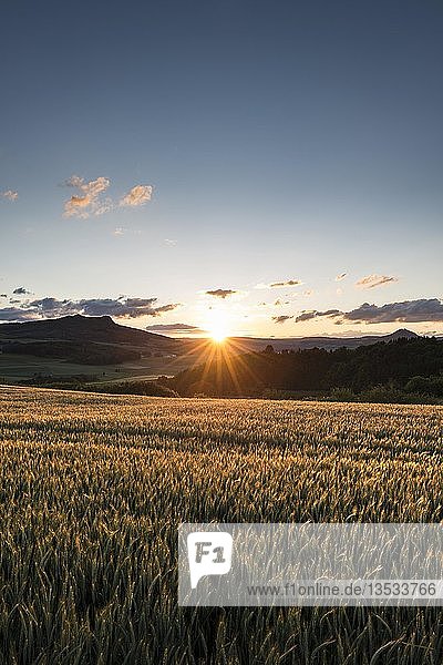 Blick über ein Weizenfeld bei Sonnenuntergang  im Hintergrund der Vulkan Hohenstoffeln und der Vulkan Hohenhewen  Hegau-Landschaft  Baden-Württemberg  Deutschland  Europa