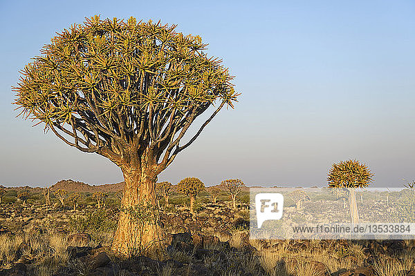 Köcherbaum oder Kokerboom (Aloe dichotoma)  Keetmanshoop  Karas Region  Namibia  Afrika