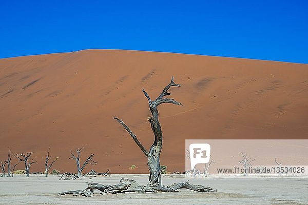 Abgestorbene Kameldornbäume (Acacia erioloba) vor Sanddünen  Dead Vlei  Sossusvlei  Namib-Wüste  Namib-Naukluft-Nationalpark  Hardap  Region Namibia