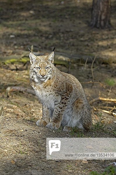 Europäischer Luchs  Luchs lynx lynx