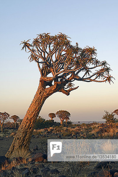 Köcherbaum oder Kokerboom (Aloe dichotoma) im frühen Morgenlicht  Keetmanshoop  Karas Region  Namibia  Afrika