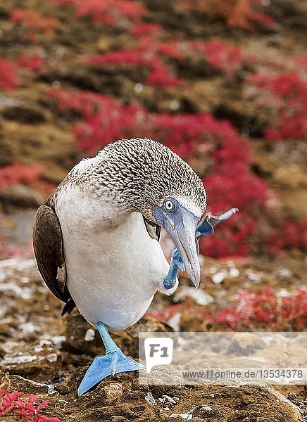 Blaufußtölpel (Sula nebouxii) kratzt sich  Punta Pitt  San Cristobal oder Chatham Insel  Galapagos  Ecuador  Südamerika