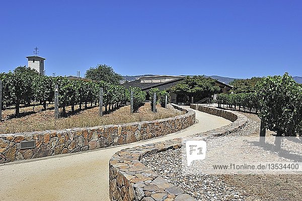 Blick auf die Weinberge der Robert Mondavi Winery  Napa Valley  Kalifornien  USA  Nordamerika