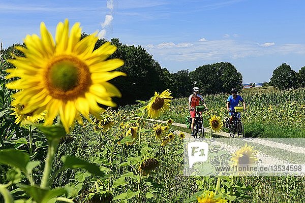 Cyclists in sunflower field at Niederaichbach  Eastern Bavaria  Lower Bavaria  Bavaria  Germany  Europe