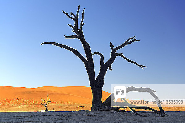 Camel thorn trees (Acacia erioloba)  silhouetted in the morning light  Deadvlei  Sossusvlei  Namib-Naukluft Park  Namib Desert  Namibia  Africa