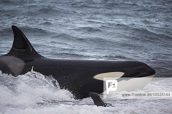 Orca (Orcinus orca)  der bei dem erfolglosen Versuch  ein Seelöwenjunges (Otaria flavescens) zu fangen  absichtlich am Strand strandet  Halbinsel Valdés  Chubut  Argentinien  Südamerika