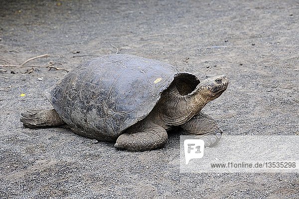 Ausgewachsenes Exemplar einer Galapagos-Riesenschildkröte (Geochelone elephantopus vicina)  Unterart der Region Cerro Azul auf der Insel Isabela  Puerto Villamil  Galapagos-Inseln  UNESCO-Welterbe  Ecuador  Südamerika