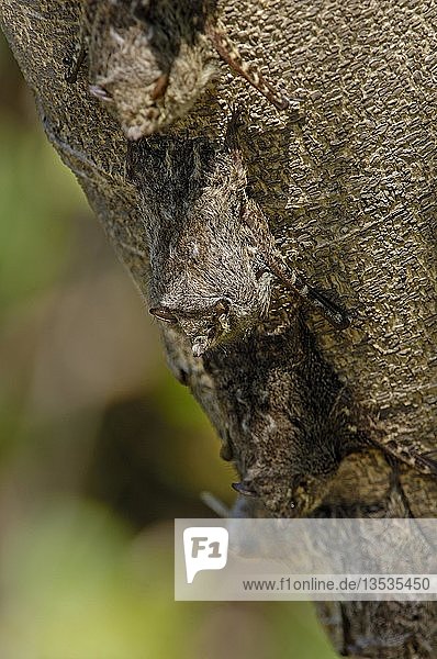 Fledermaus  Rhynchonycteris naso  schlafend auf Baum  Pantanal  Brasilien