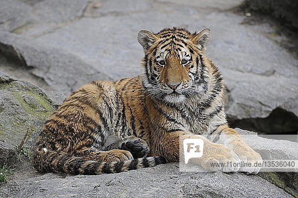 Sibirischer Tiger (Panthera tigris altaica)  Jungtier