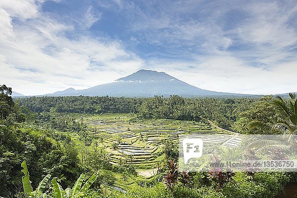 Blick auf Reisterrassen und den Vulkan Gunung Agung  Rendang  Bali  Indonesien  Asien