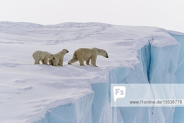 Eisbären (Ursus maritimus)  Muttertier und 15 Monate alte Jungtiere am Rande eines Eisbergs  Baffininsel  Nunavut  Kanada  Nordamerika