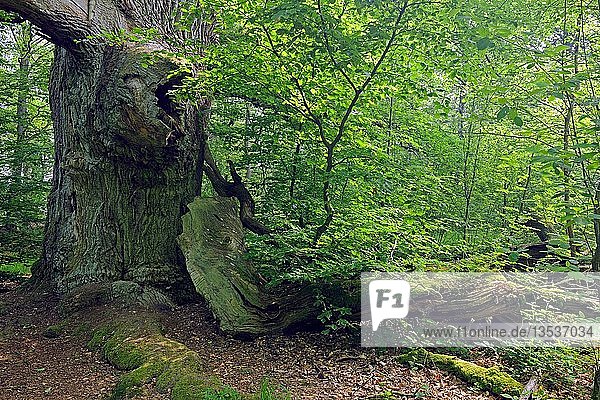 Ca. 600 Jahre alte Buche (Fagus)  alter Wald von Sababurg  Hessen  Deutschland  Europa