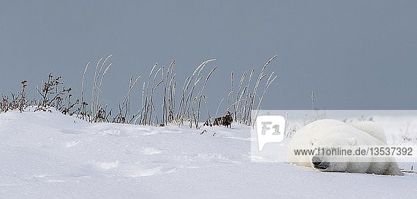 Eisbär (Ursus maritimus)  junges Weibchen ruht sich in der Sonne aus  zusammengerollt im Schnee  West Hudson Bay  Churchill  Manitoba  Kanada  Nordamerika