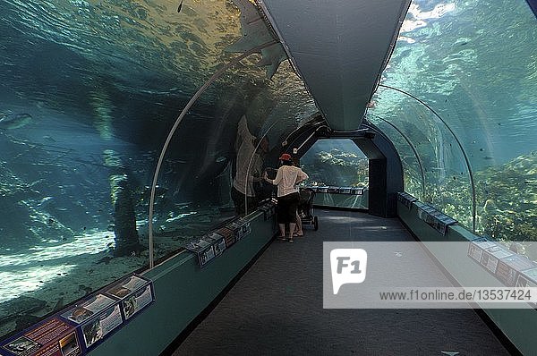 Touristen im Tunnel des Reefworld HQ  dem größten Riffaquarium der Welt  Townsville  Australien  Ozeanien