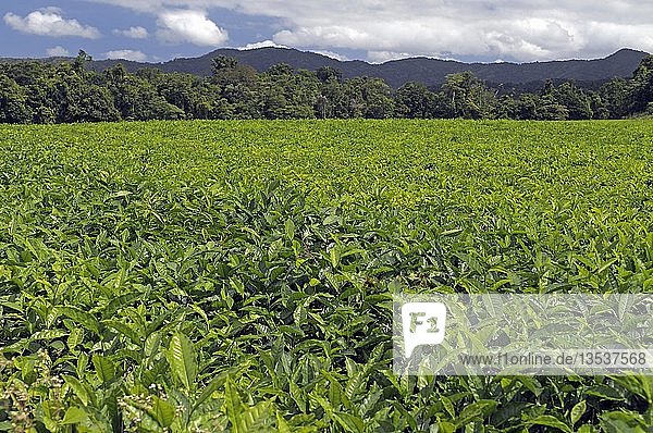 Teeplantage in den Bergen des Daintree-Nationalparks  Queensland  Australien  Ozeanien