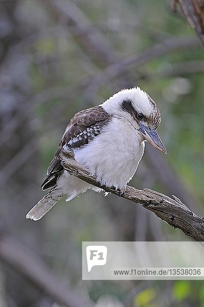 Lachender Kookaburra (Dacelo novaeguineae)  Warrumbungle National Park  Australien  Ozeanien