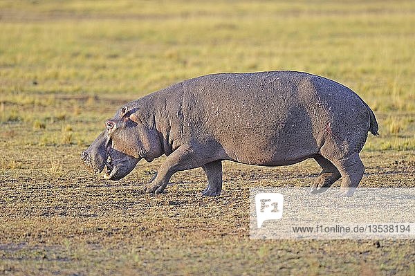 Hippopotamus (Hippopotamus amphibius) foraging in the early morning  Masai Mara  Kenya  Africa