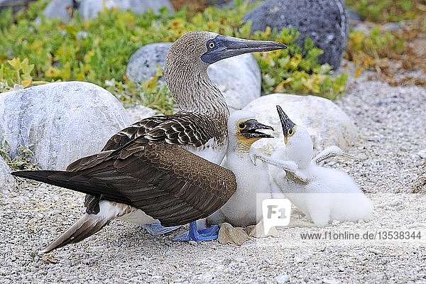 Blaufußtölpel (Sula nebouxii)  mit Küken im Nest  Insel Lobos  Galapagos-Inseln  UNESCO-Weltnaturerbe  Ecuador  Südamerika
