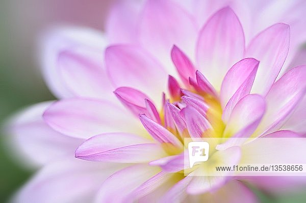 Detail einer Dahlie (Dahlia) weiß pink Mehrfachbelichtung