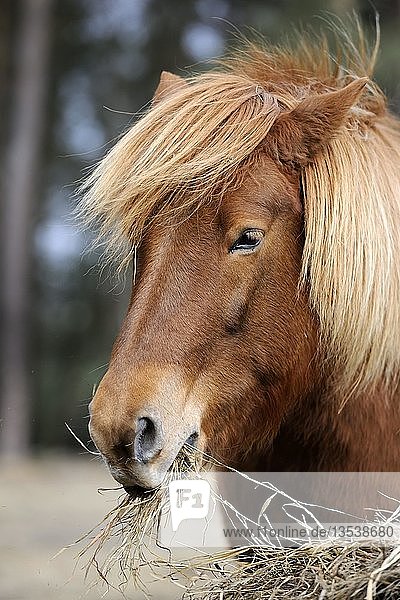 Icelandic horse feeding on hay  portrait
