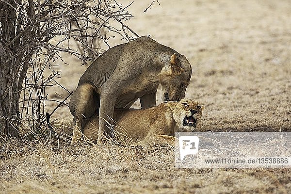 Sich paarende Löwen (Panthera leo) im Tsavo East National Park  Kenia  Afrika