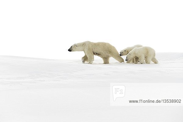 Eisbären (Ursus maritimus)  Muttertier und 15 Monate altes Jungtier beim Spaziergang im Schnee  Unorganized Baffin  Baffin Island  Nunavut  Kanada  Nordamerika