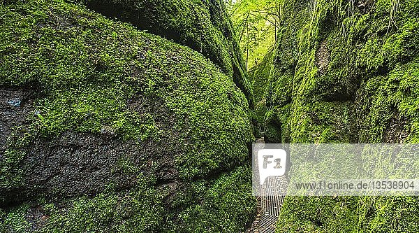 Drachenschlucht  Felswände mit Moos  Schlucht bei Eisenach  Thüringer Wald  Naturpark Wartburg-Hohe Sonne  Thüringen  Deutschland  Europa