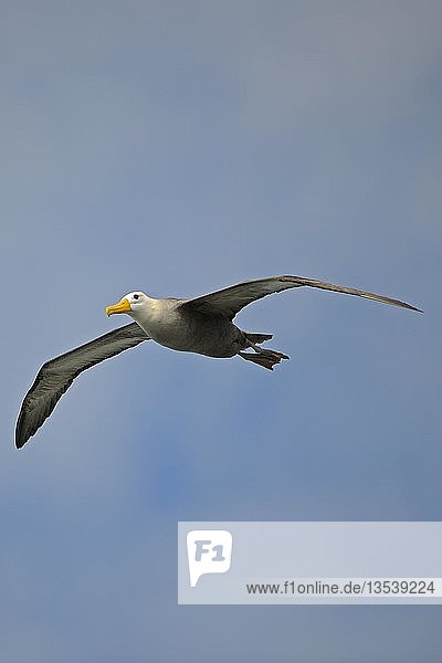 Galapagos-Albatros oder Wellenalbatros (Phoebastria irrorata)  im Flug  Insel Española  Galapagos-Inseln  UNESCO-Weltnaturerbe  Ecuador  Südamerika
