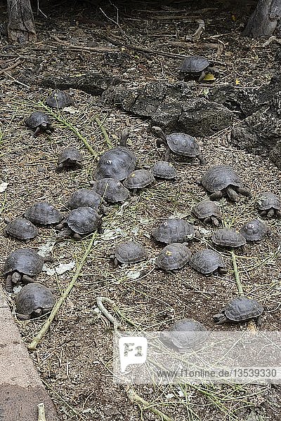 Jungtiere von Riesenschildkröten (Geochelone spp.) in Gehegen verschiedener Unterarten in der Charles-Darwin-Forschungsstation auf der Insel Santa Cruz  Galapagos  UNESCO-Weltnaturerbe  Ecuador  Südamerika